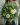 Bouquete_Verde_Suscripcion_BouquetsPanama_IA