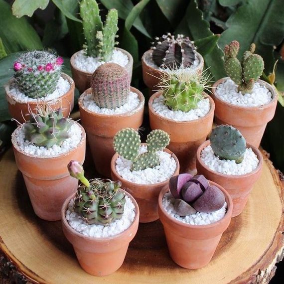 Cactus en pote de barro artesanal pequeño.