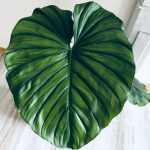 Planta Philodendron sp. Colombia en maceta, con hojas grandes en forma de corazón, color verde profundo y nervaduras rojizas.