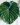 Philodendron _El Choco Red_BouquetsPanama_1