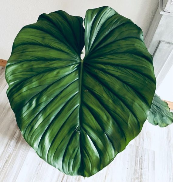 Planta Philodendron sp. Colombia en maceta, con hojas grandes en forma de corazón, color verde profundo y nervaduras rojizas.