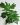Philodendron_selloum_bouquetspanama
