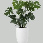 Planta Monstera Deliciosa en Maceta