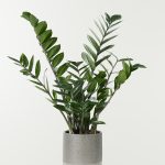 Planta millonaria en Maceta Gris