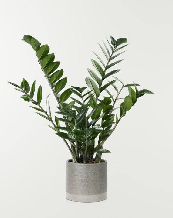 Planta millonaria en Maceta Gris