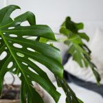 Hojas verdes de planta Monstera deliciosa en maceta decorativa para interiores en Panamá