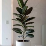 Ficus Elastica Gomero – Planta de interior de fácil cuidado en Bouquets Panama