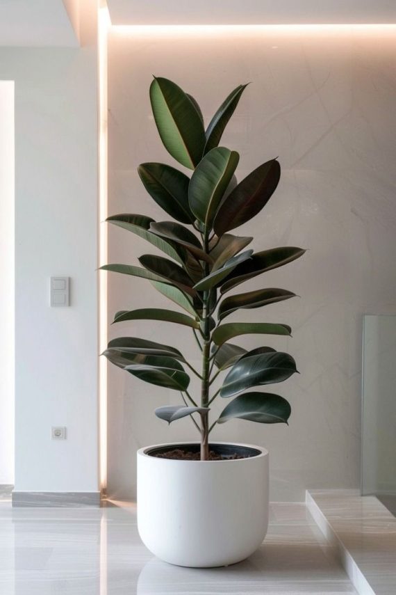 Ficus Elastica Gomero – Planta de interior de fácil cuidado en Bouquets Panama