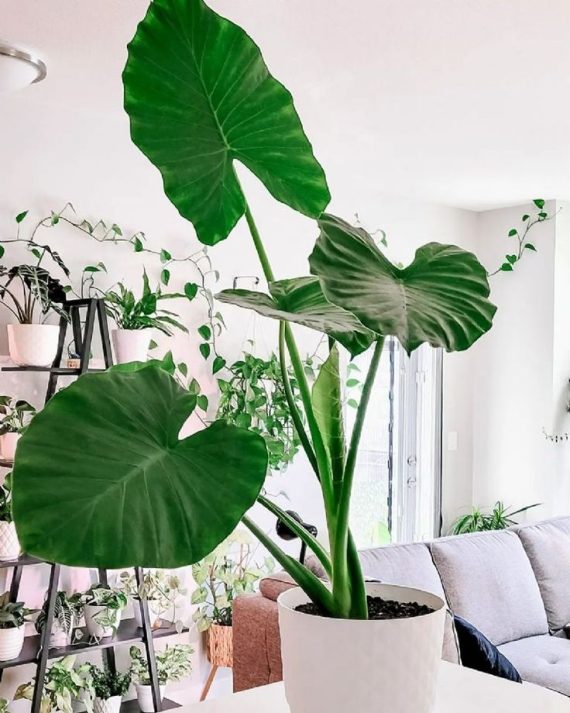 Alocasia macrorrhizos en maceta, planta tropical de gran tamaño con hojas verdes en forma de oreja de elefante, ideal para climas cálidos como Panamá.